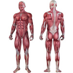 MAXXIVA TURKUSOWY WAŁEK ROLKA DO MASAŻU 33x14 CM ROLLER FITNESS