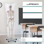 SZKIELET CZŁOWIEKA LUDZKI MODEL ANATOMICZNY 181,5 CM NA STOJAKU