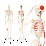 SZKIELET CZŁOWIEKA LUDZKI MODEL ANATOMICZNY 181,5 CM Z MIĘŚNIAMI ŚCIĘGNAMI