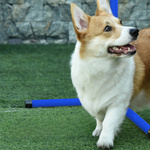 ZESTAW AGILITY TRENINGOWY 4-CZĘŚCIOWY DLA PSA SLALOM + POKROWIEC