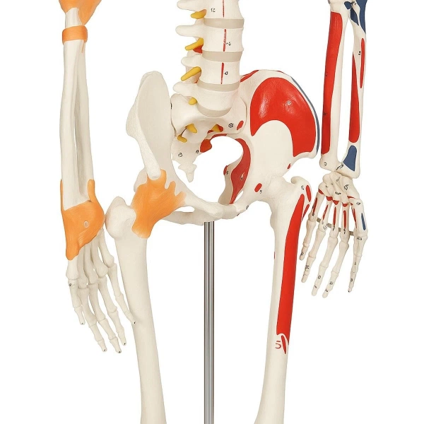 SZKIELET CZŁOWIEKA LUDZKI MODEL ANATOMICZNY 181,5 CM Z MIĘŚNIAMI ŚCIĘGNAMI