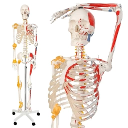 SZKIELET CZŁOWIEKA LUDZKI MODEL ANATOMICZNY 181,5 CM Z MIĘŚNIAMI ŚCIĘGNAMI