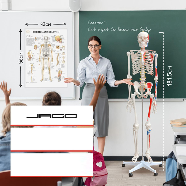 SZKIELET CZŁOWIEKA LUDZKI MODEL ANATOMICZNY 181,5 CM Z DETALAMI + POKROWIEC