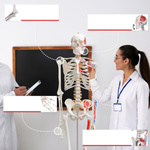 SZKIELET CZŁOWIEKA LUDZKI MODEL ANATOMICZNY 181,5 CM Z DETALAMI + POKROWIEC