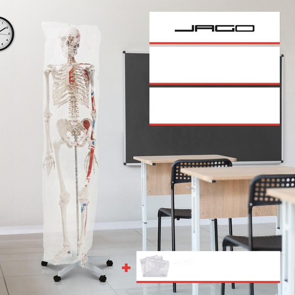 SZKIELET CZŁOWIEKA LUDZKI MODEL ANATOMICZNY 181,5 CM Z DETALAMI + POKROWIEC