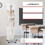 SZKIELET CZŁOWIEKA LUDZKI MODEL ANATOMICZNY 181,5 CM Z DETALAMI + POKROWIEC