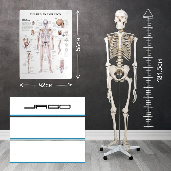 SZKIELET CZŁOWIEKA LUDZKI MODEL ANATOMICZNY 181,5 CM NA STOJAKU