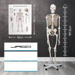 SZKIELET CZŁOWIEKA LUDZKI MODEL ANATOMICZNY 181,5 CM NA STOJAKU